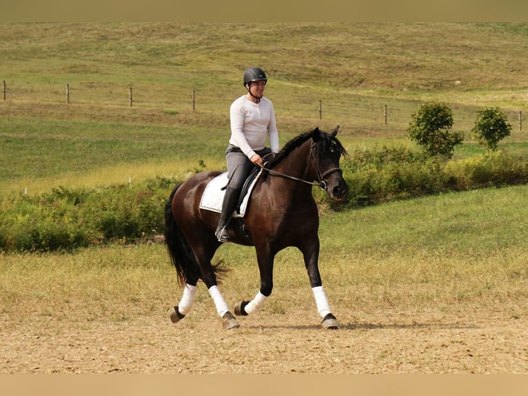 Friesen Mix Wallach 6 Jahre 163 cm Rappe in Fresno