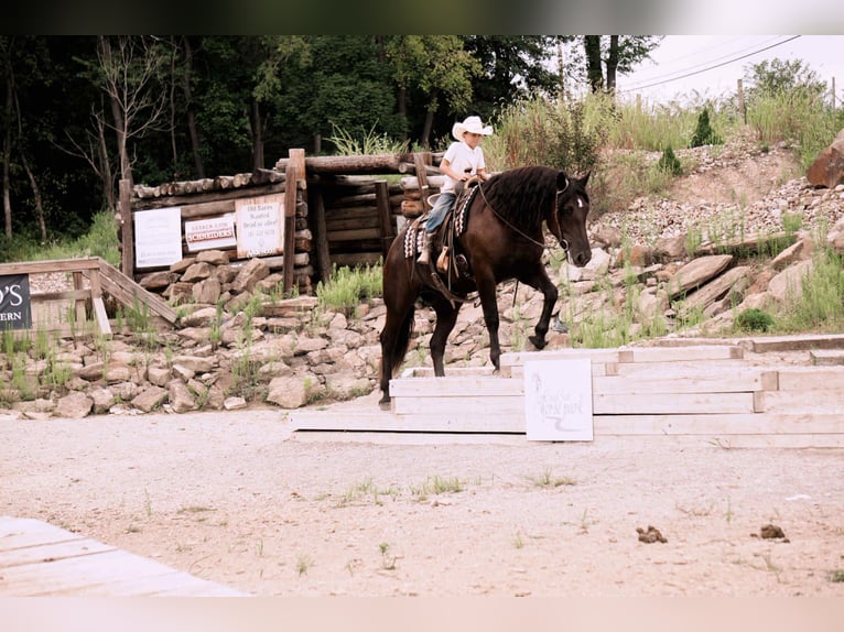 Friesen Mix Wallach 6 Jahre 163 cm Rappe in Fresno