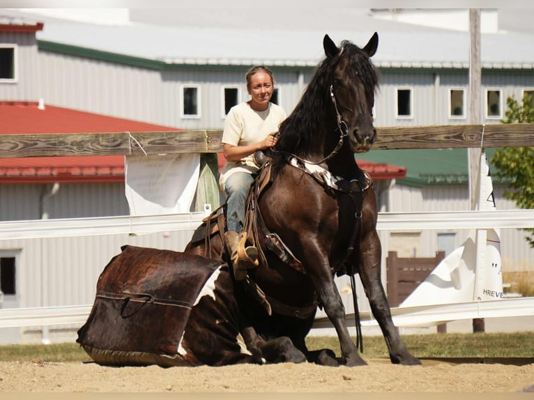 Friesen Mix Wallach 6 Jahre 163 cm Rappe in Fresno