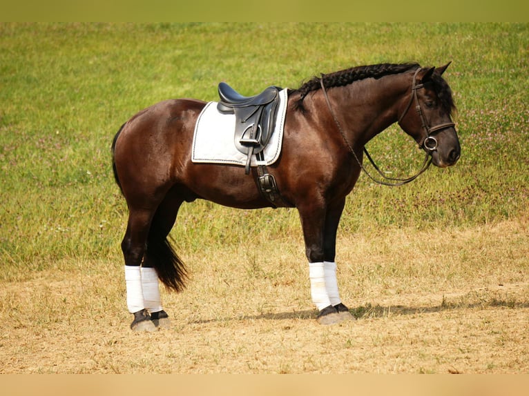 Friesen Mix Wallach 6 Jahre 163 cm Rappe in Fresno