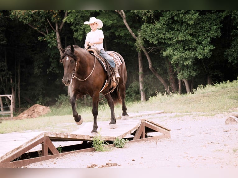 Friesen Mix Wallach 6 Jahre 163 cm Rappe in Fresno