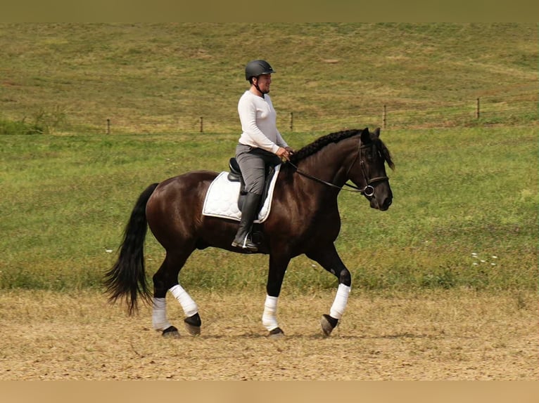 Friesen Mix Wallach 6 Jahre 163 cm Rappe in Fresno