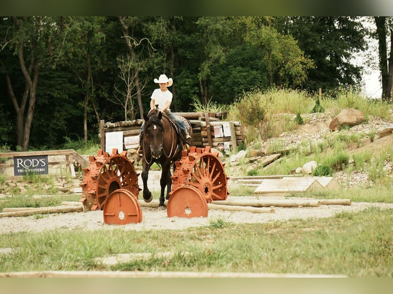 Friesen Mix Wallach 6 Jahre 163 cm Rappe in Fresno