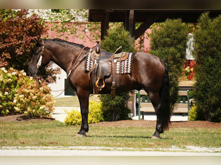 Friesen Mix Wallach 6 Jahre 163 cm Rappe in Fresno