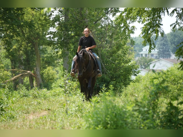 Friesen Mix Wallach 6 Jahre 163 cm Rappe in Fresno