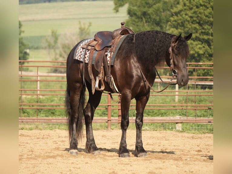 Friesen Mix Wallach 6 Jahre 163 cm Rappe in Fresno