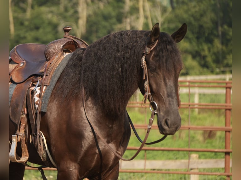 Friesen Mix Wallach 6 Jahre 163 cm Rappe in Fresno