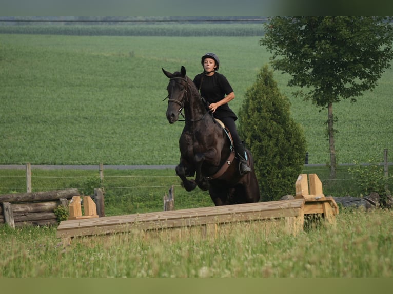 Friesen Mix Wallach 6 Jahre 163 cm Rappe in Fresno