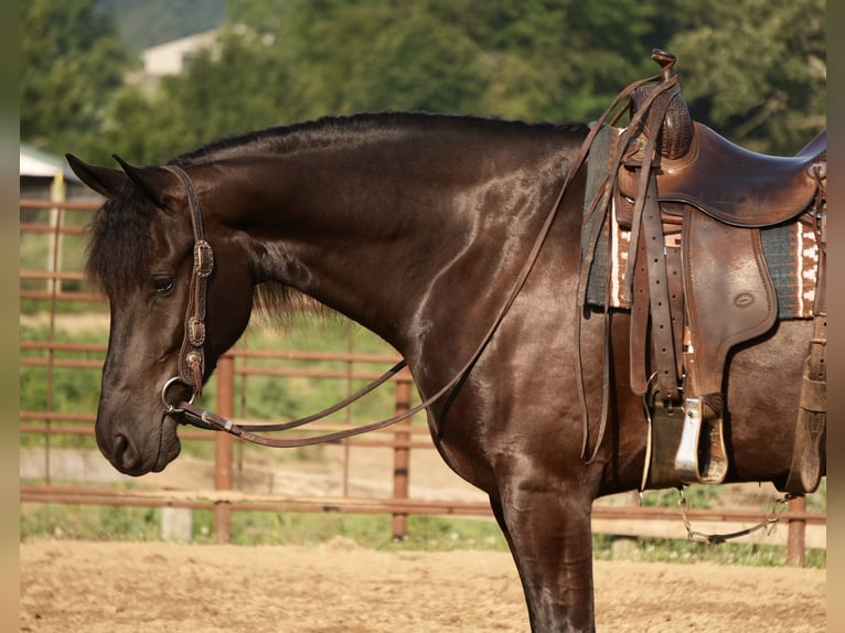 Friesen Mix Wallach 6 Jahre 163 cm Rappe in Fresno