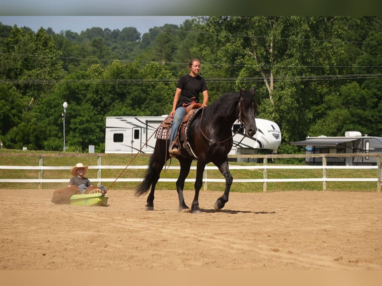 Friesen Mix Wallach 6 Jahre 163 cm Rappe in Fresno