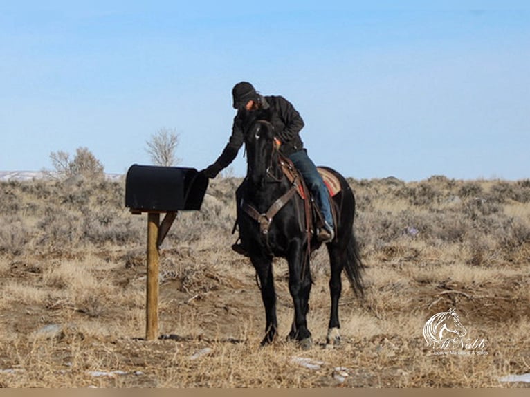 Friesen Mix Wallach 6 Jahre 163 cm Rappe in Ranchester, WY