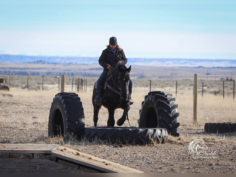 Friesen Mix Wallach 6 Jahre 163 cm Rappe in Ranchester, WY