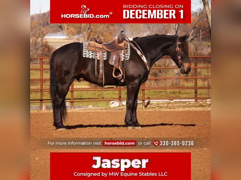 Friesen Mix Wallach 6 Jahre 163 cm Rotbrauner in Baltic