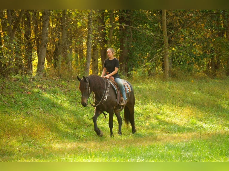 Friesen Mix Wallach 6 Jahre 163 cm Rotbrauner in Baltic