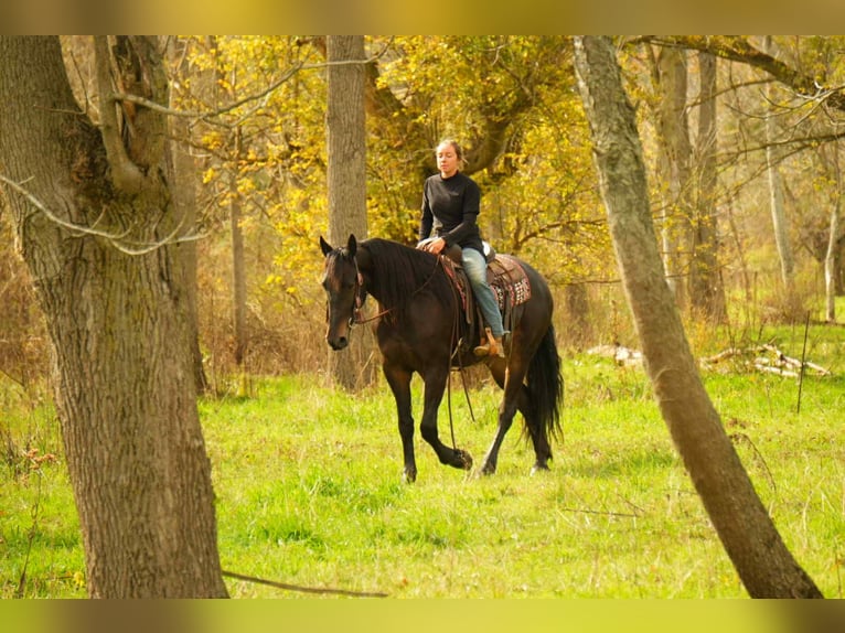 Friesen Wallach 6 Jahre 163 cm Rotbrauner in Fresno