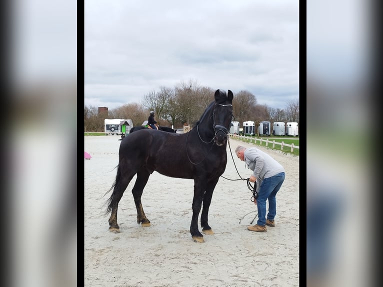 Friesen Wallach 6 Jahre 164 cm Rappe in Langenfeld