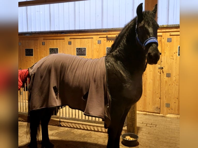 Friesen Wallach 6 Jahre 164 cm Rappe in Langenfeld