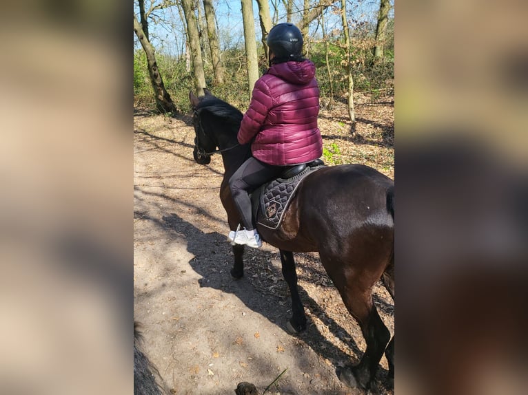 Friesen Wallach 6 Jahre 164 cm Rappe in Langenfeld
