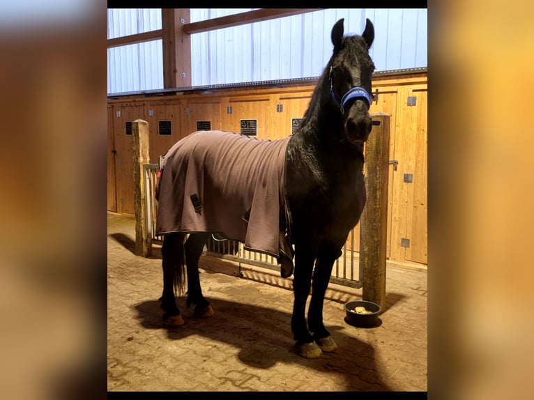 Friesen Wallach 6 Jahre 164 cm Rappe in Langenfeld