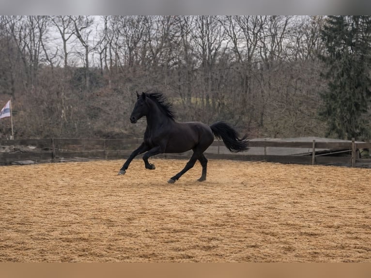 Friesen Wallach 6 Jahre 164 cm Rappe in Solingen