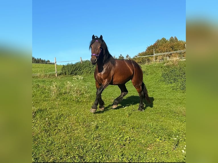 Friesen Mix Wallach 6 Jahre 165 cm Brauner in K&#xF6;stendorf