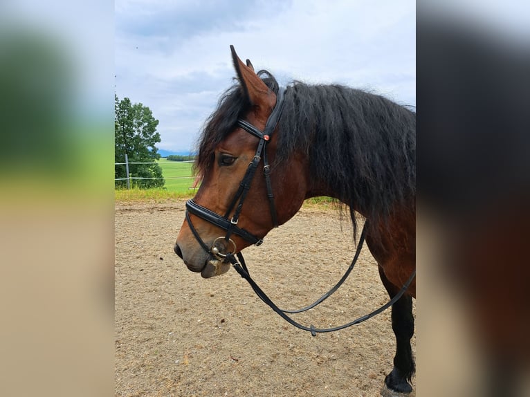 Friesen Mix Wallach 6 Jahre 165 cm Brauner in K&#xF6;stendorf