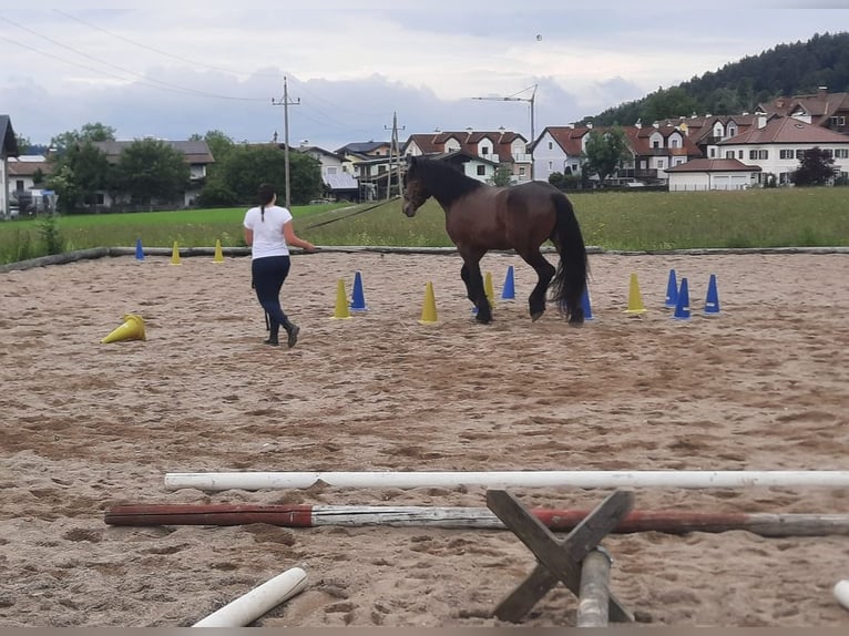 Friesen Mix Wallach 6 Jahre 165 cm Brauner in K&#xF6;stendorf