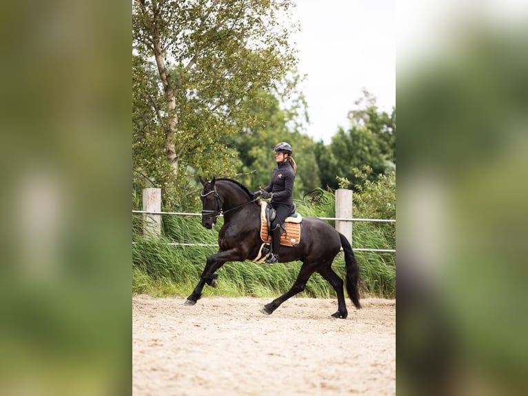 Friesen Wallach 6 Jahre 165 cm Rappe in Tijnje