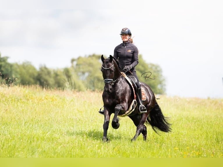 Friesen Wallach 6 Jahre 165 cm Rappe in Tijnje