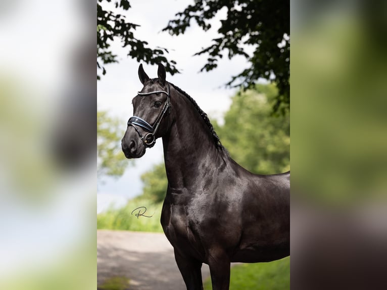 Friesen Wallach 6 Jahre 165 cm Rappe in Tijnje