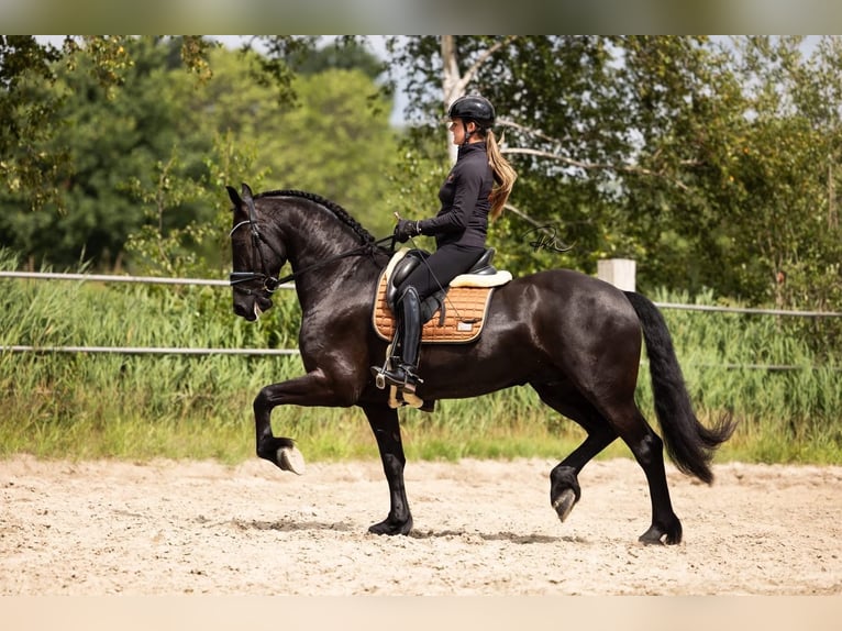 Friesen Wallach 6 Jahre 165 cm Rappe in Tijnje