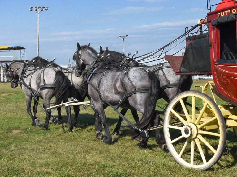 Friesen Mix Wallach 6 Jahre 165 cm Roan-Blue in Mount Vernon
