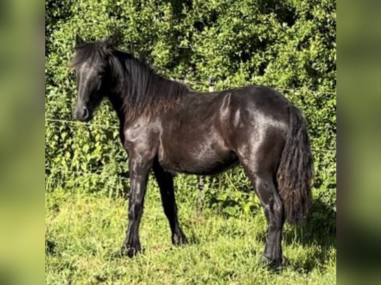 Friesen Wallach 6 Jahre 166 cm Rappe in Barkelsby