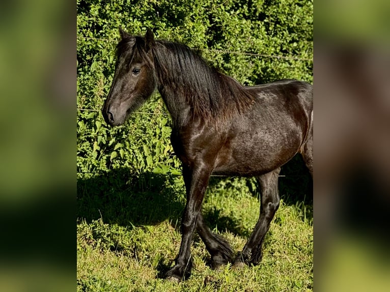 Friesen Wallach 6 Jahre 166 cm Rappe in Barkelsby