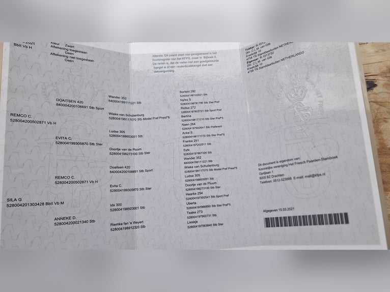 Friesen Wallach 6 Jahre 167 cm Rappe in Wouwse Plantage