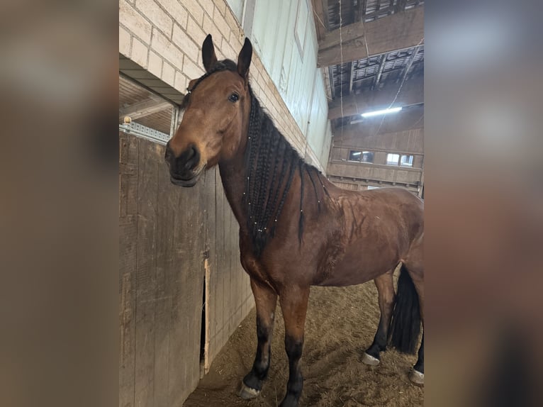 Friesen Mix Wallach 6 Jahre 168 cm Brauner in Wiesau