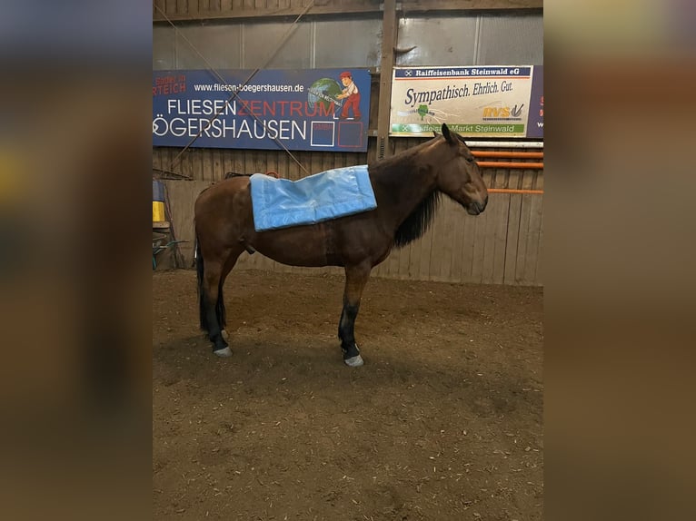 Friesen Mix Wallach 6 Jahre 168 cm Brauner in Wiesau