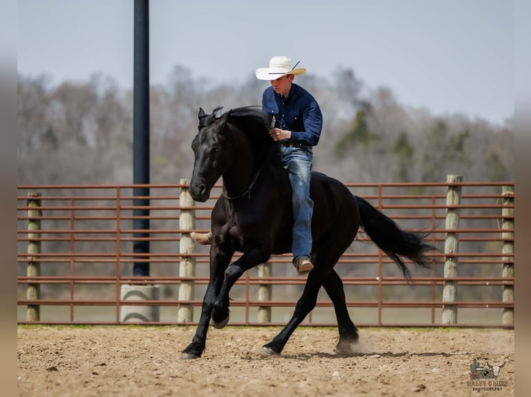Friesen Mix Wallach 6 Jahre 168 cm Rappe in Auburn