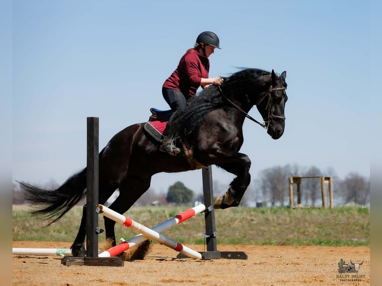 Friesen Mix Wallach 6 Jahre 168 cm Rappe in Auburn