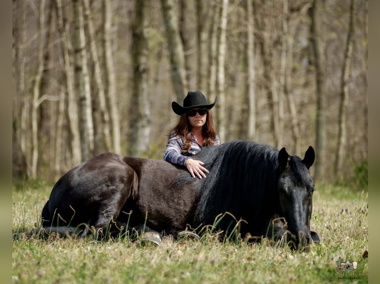 Friesen Mix Wallach 6 Jahre 168 cm Rappe in Auburn