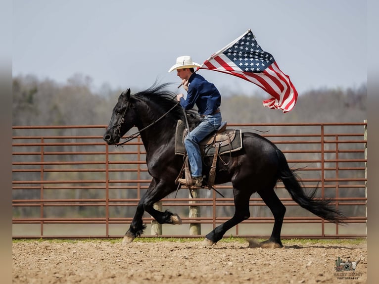 Friesen Mix Wallach 6 Jahre 168 cm Rappe in Auburn