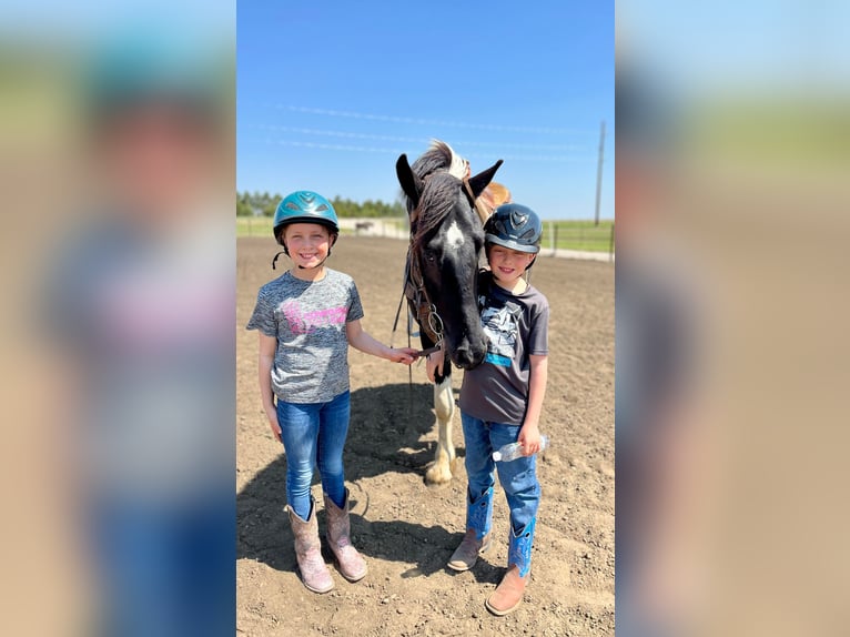 Friesen Wallach 6 Jahre 168 cm Tobiano-alle-Farben in Bismark ND