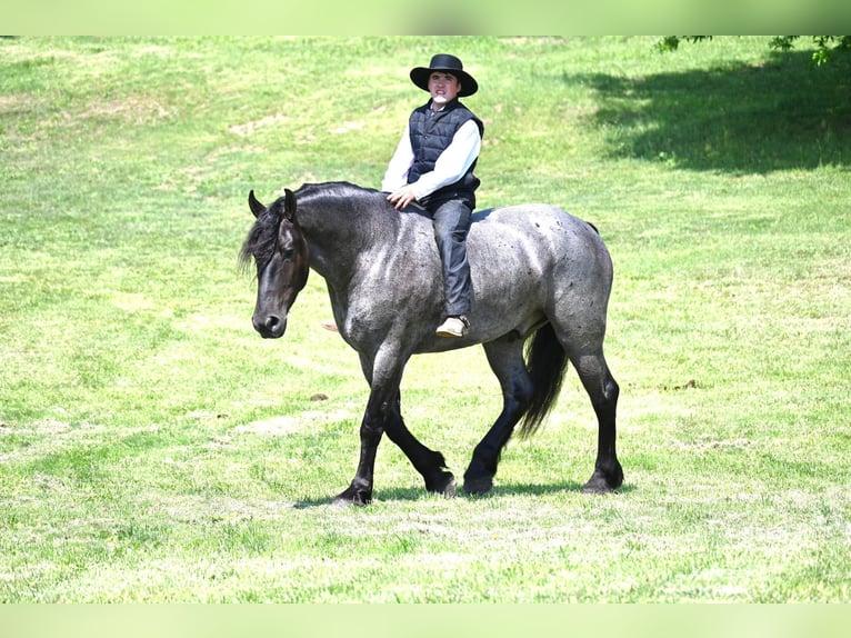 Friesen Wallach 6 Jahre 173 cm Roan-Blue in Fairbank IA