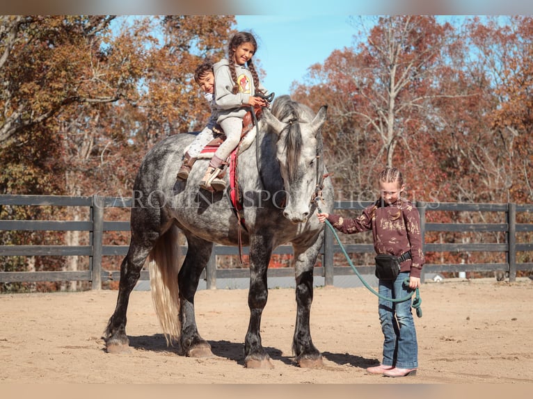 Friesen Mix Wallach 6 Jahre 173 cm Schimmel in Clover, SC