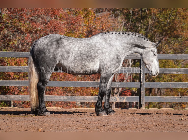 Friesen Mix Wallach 6 Jahre 173 cm Schimmel in Clover, SC