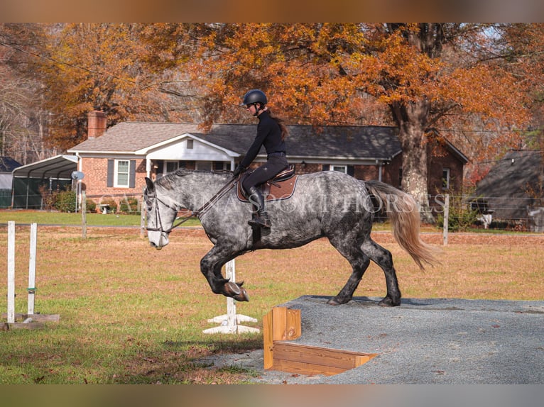 Friesen Mix Wallach 6 Jahre 173 cm Schimmel in Clover, SC