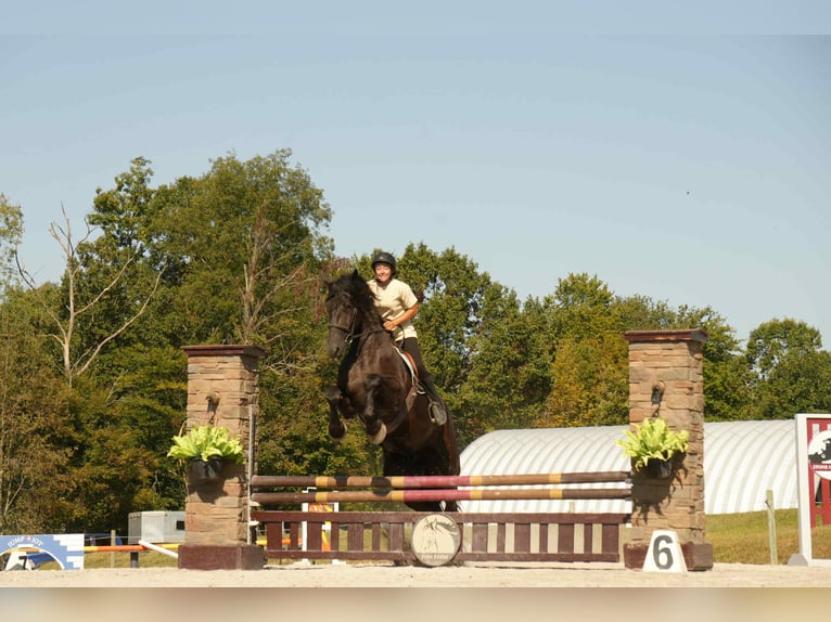 Friesen Mix Wallach 6 Jahre 178 cm Rappe in Fresno