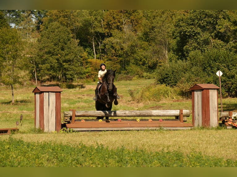 Friesen Mix Wallach 6 Jahre 178 cm Rappe in Fresno