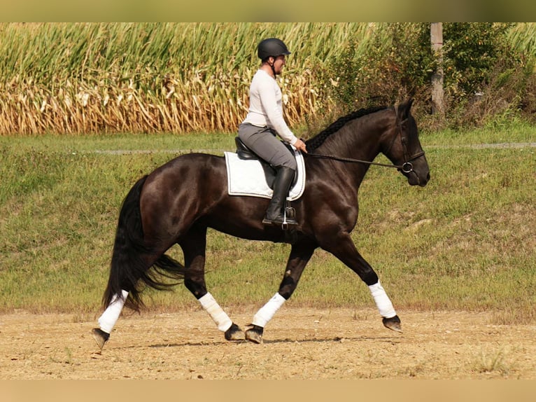 Friesen Mix Wallach 6 Jahre 178 cm Rappe in Fresno