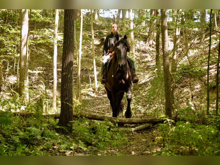 Friesen Mix Wallach 6 Jahre 178 cm Rappe in Fresno